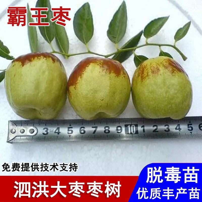 枣树活苗泗洪大枣树苗脆甜贡枣霸王枣子苗盆栽庭院南北方当年结果
