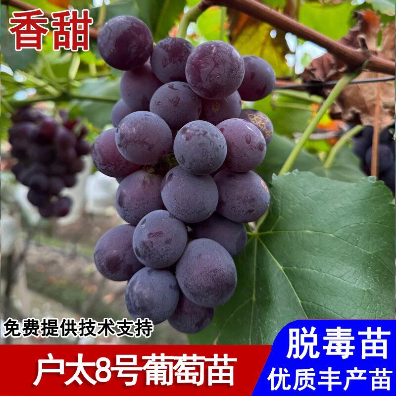 嫁接户太八号葡萄树苖耐寒爬藤沪太八号葡萄苗南北方种植当年结果