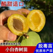 新疆小白杏树苗甜仁白色蜂蜜杏树果苗盆栽庭院南北方种植当年结果