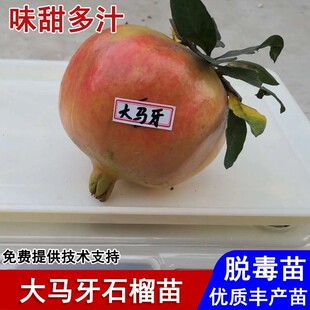 山东枣庄大马牙石榴苗抗冻硬籽甜石榴苗盆栽庭院地栽种植当年结果