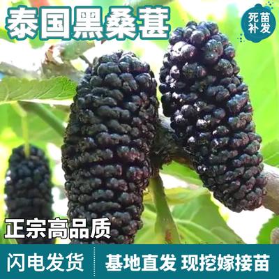 泰国黑桑葚树苗南北方盆