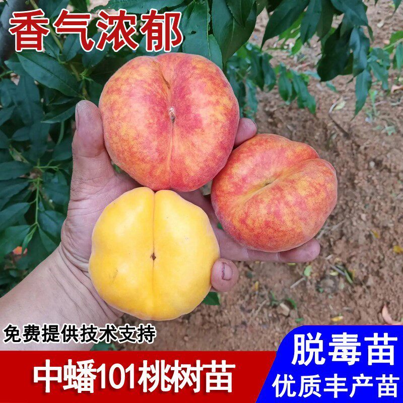 嫁接中蟠101蟠桃苗新品种6月黄金蟠桃树苗盆栽庭院南北方当年结果