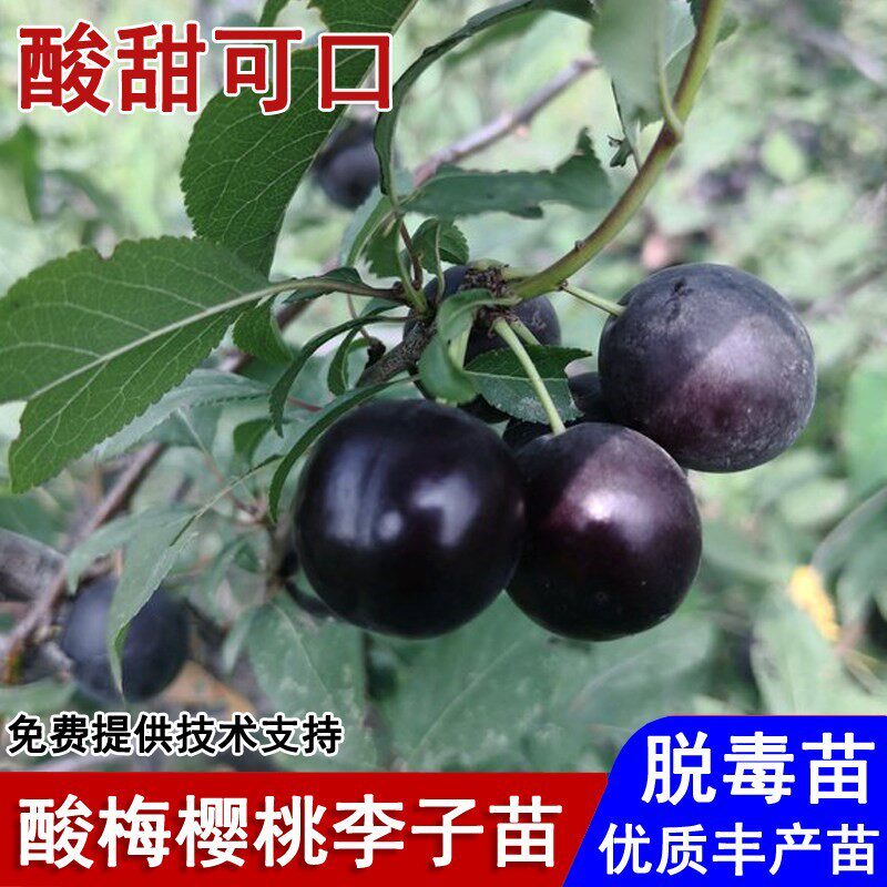 李子树苗耐寒酸梅樱桃李子苗盆栽庭院地栽南北方种植当年结果