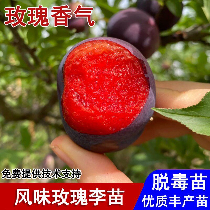 嫁接风味玫瑰李子树苗美国杏李苗耐寒红心红肉李子苗种植当年结果