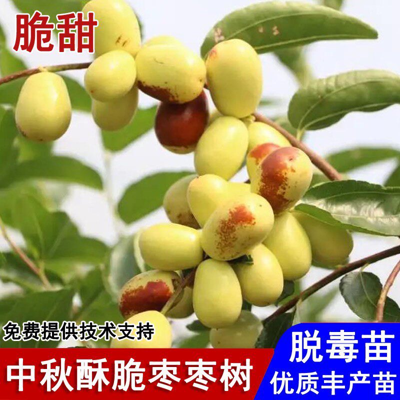 湖南祁东中秋酥脆枣树苗嫁接早熟脆甜枣苗盆栽庭院南北方当年结果
