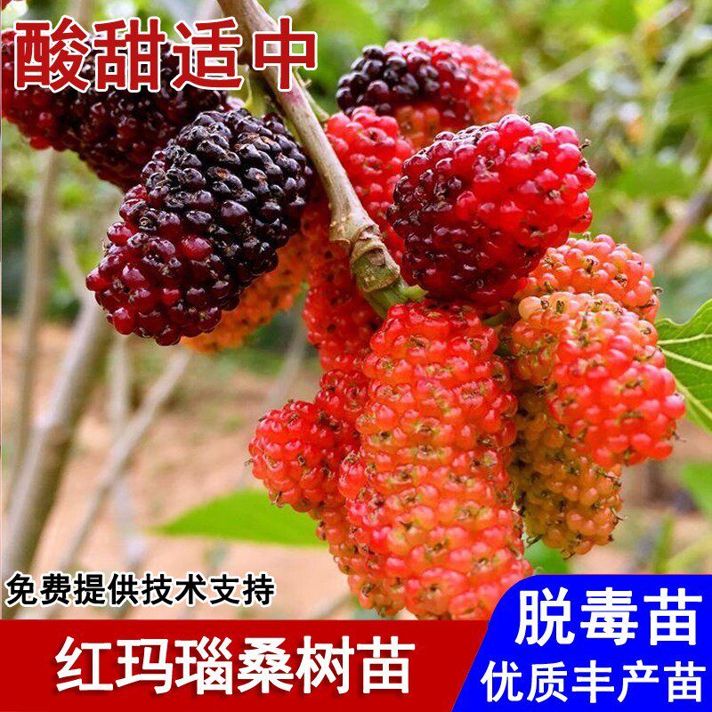 桑葚苗树耐寒红玛瑙桑树苗四季果桑盆栽庭院地栽南北方种当年结果