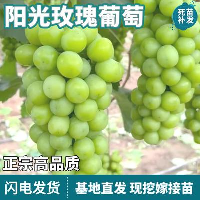 阳光玫瑰葡萄树苗南北方