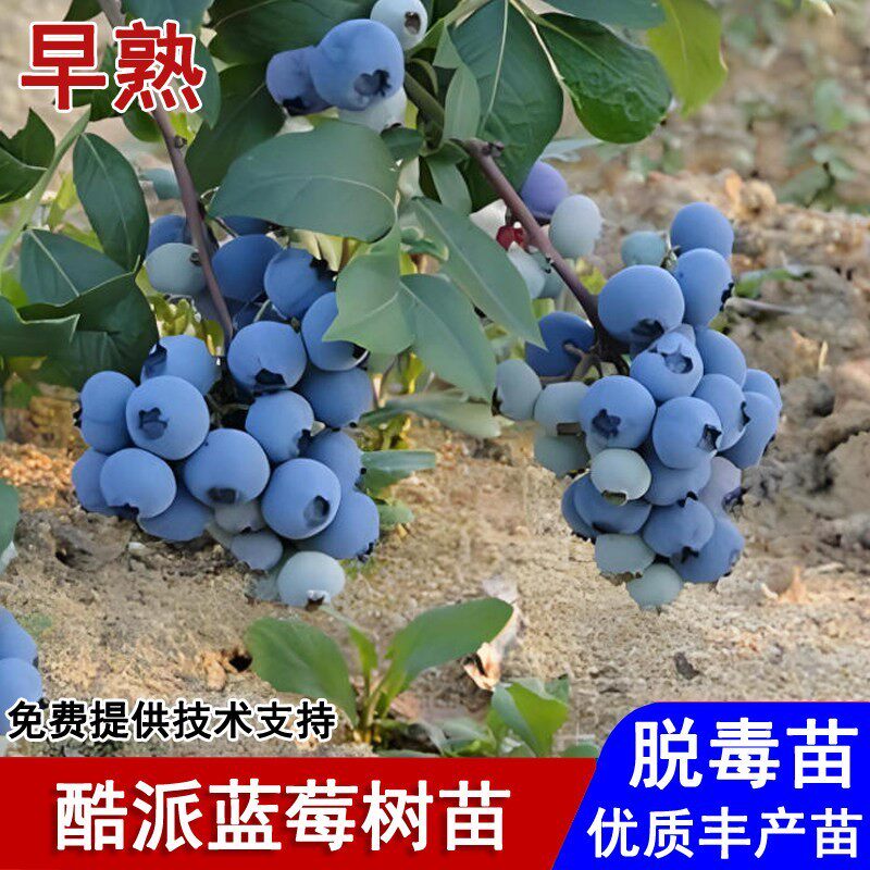 酷派蓝莓树果苗南高丛阳台早熟蓝莓苗盆栽庭院地栽南北方当年结果