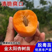 嫁接金太阳杏树果苗老品种麦黄杏子苗盆栽庭院南北方种植当年结果