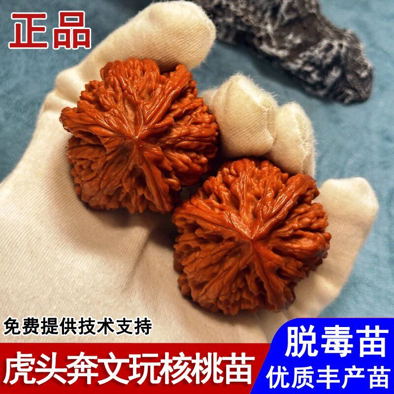 虎头奔三棱文玩核桃树苗正奔大奔盘龙麻核桃苗庭院南北方当年结果