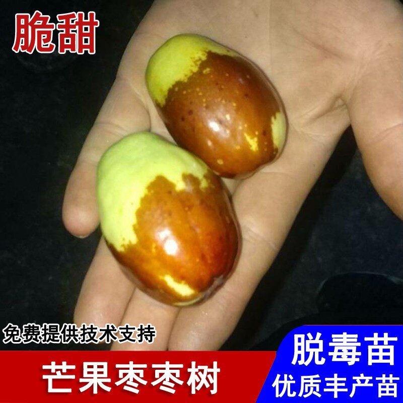 枣树活苗嫁接芒果枣树苗耐寒脆甜枣子苗盆栽庭院地栽种植当年结果