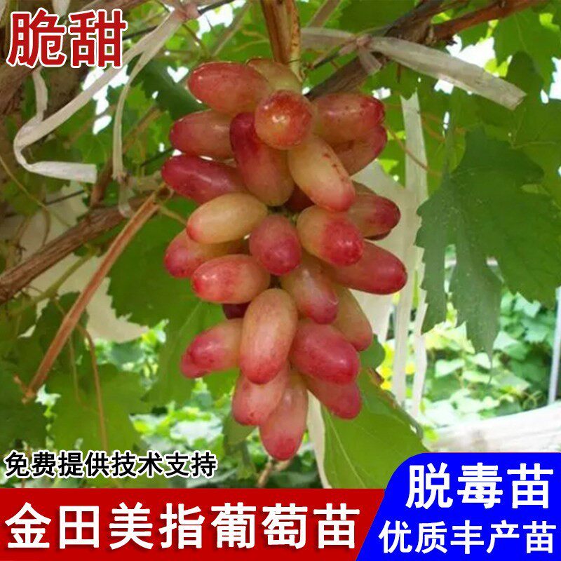 嫁接金田美指葡萄苗爬藤红提美人指葡萄树苗品种庭院地栽当年结果
