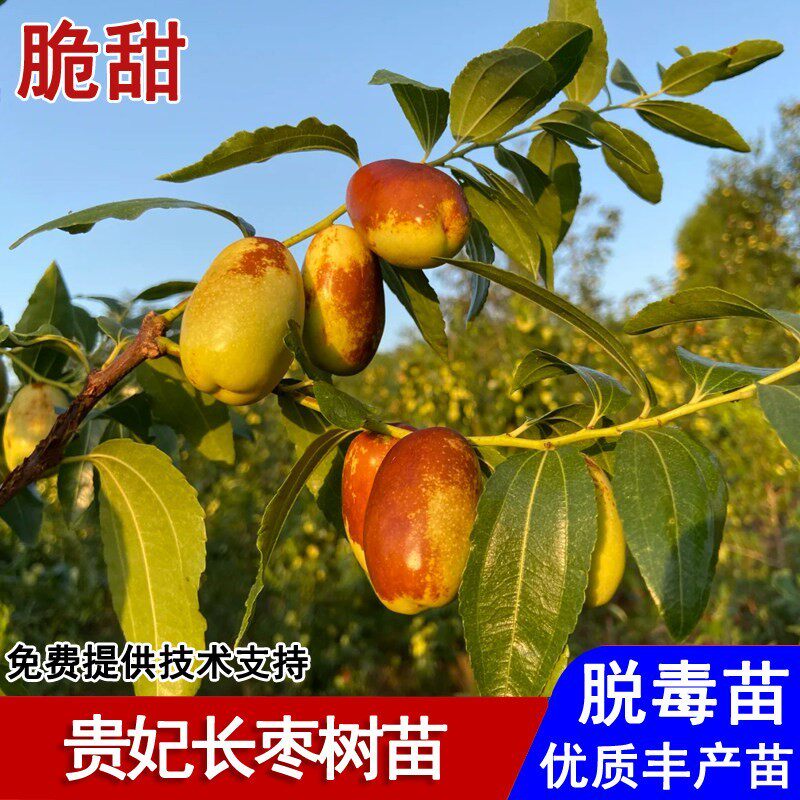 枣树活苗嫁接贵妃枣树苗脆甜大枣苗盆栽庭院地栽南北方种当年结果