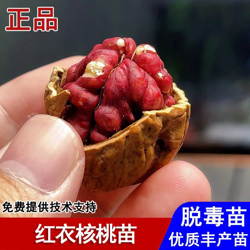 新品种红衣核桃树苗纸皮薄壳核桃苗红仁紫京核桃苗南北方当年结果