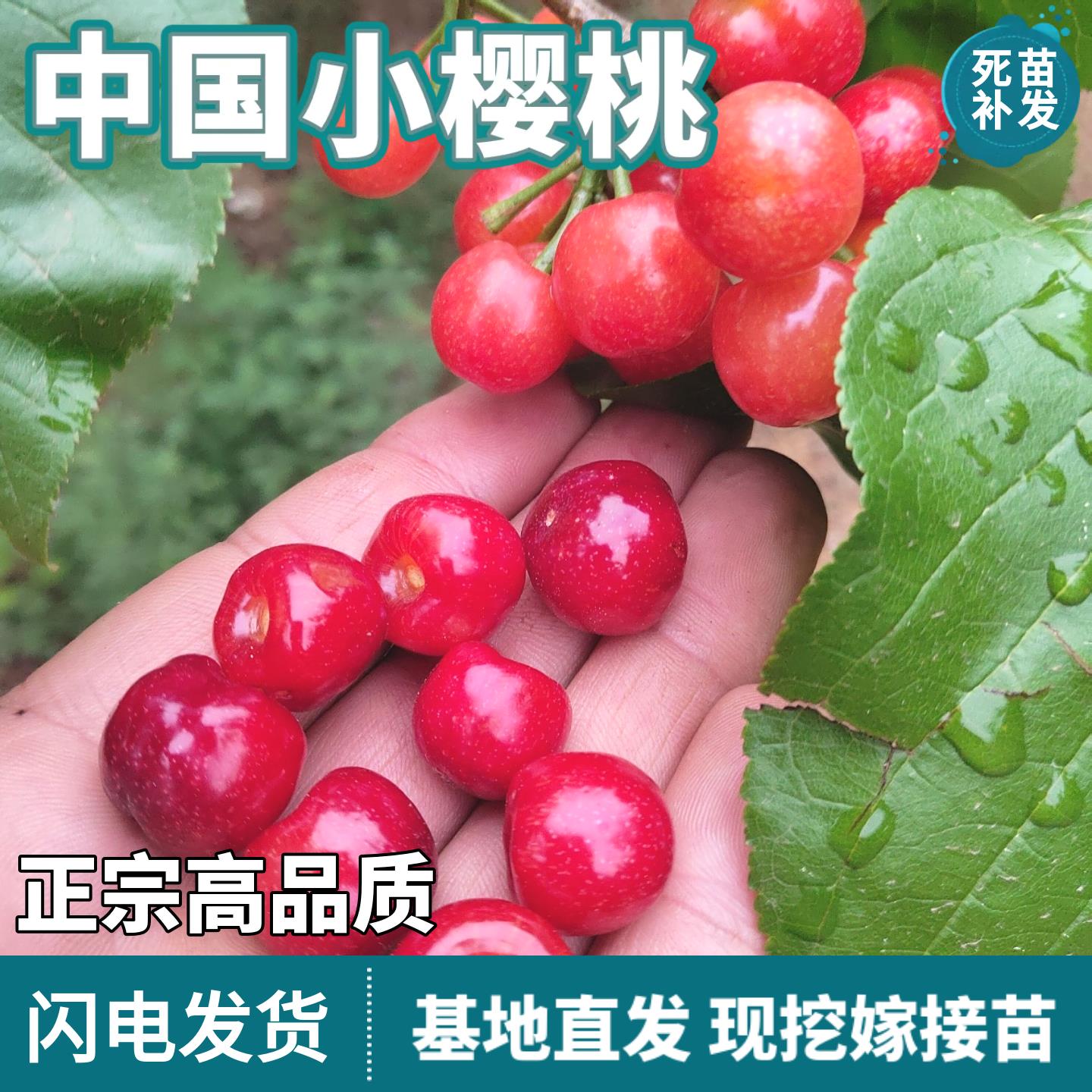 中国小樱桃苗活苗果树苗盆栽地栽南北方种植死苗补发当年结果阳台