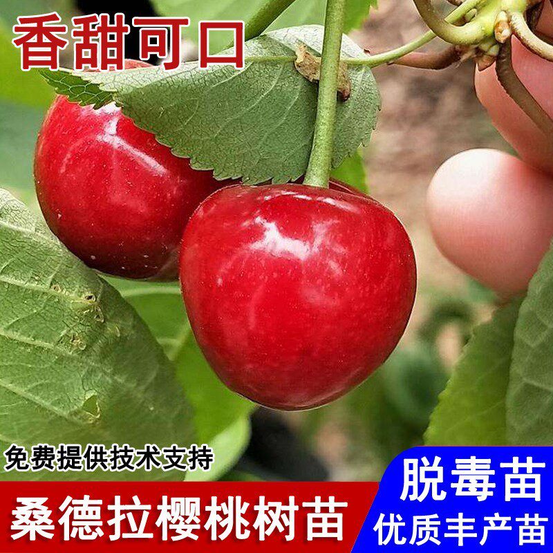 嫁接桑德拉玫瑰樱桃树苗南方矮化大樱桃云南四川贵州种植当年结果