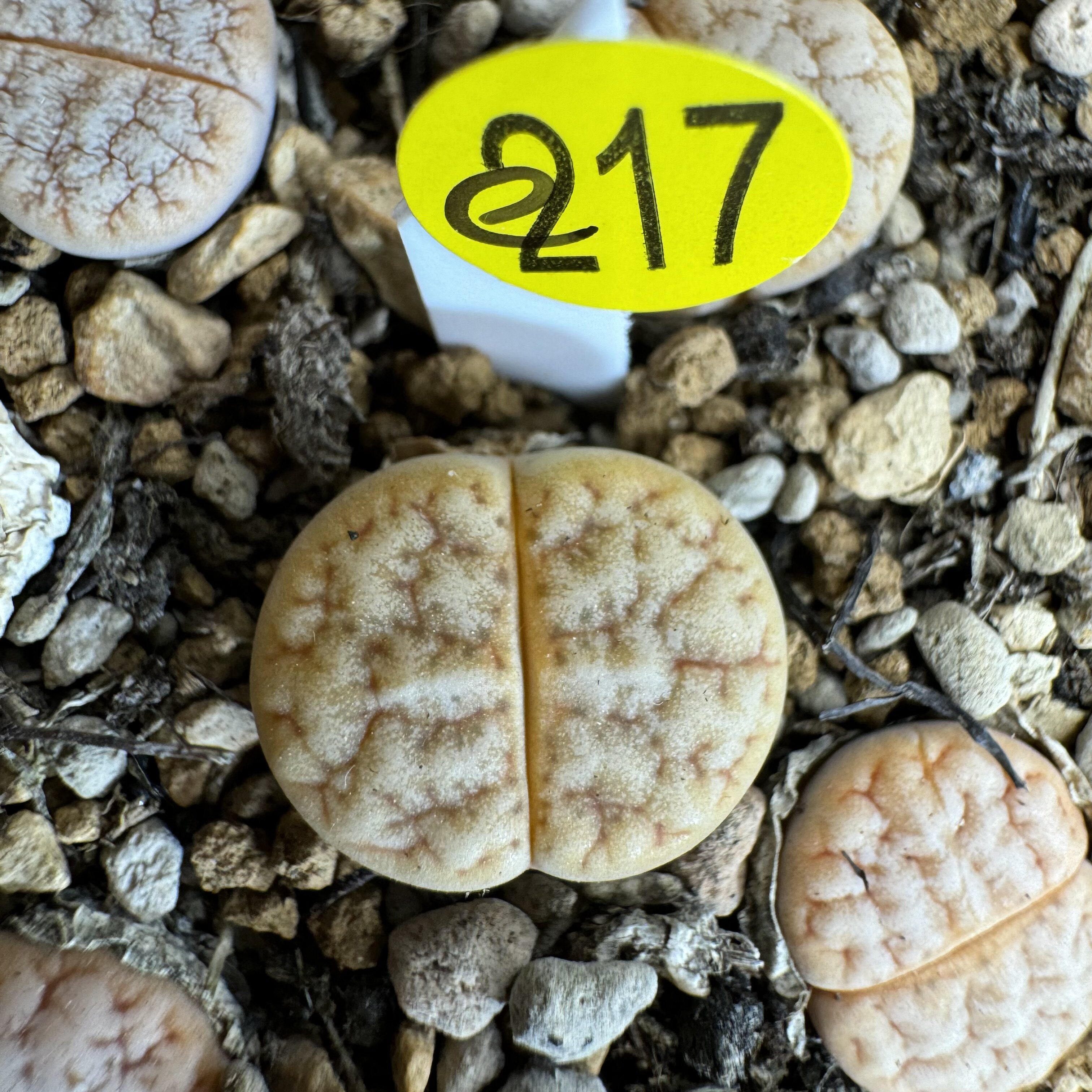 38包邮e217山脉拿铁荒玉生石花大小参考标签1厘米