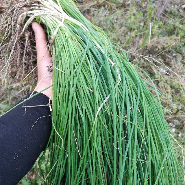 贵州新鲜现挖野生野葱顺丰包邮