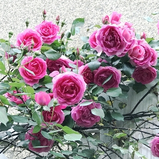 【大游行】藤本月季爬藤植物月季