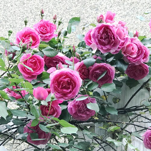 【大游行】藤本月季爬藤植物月季
