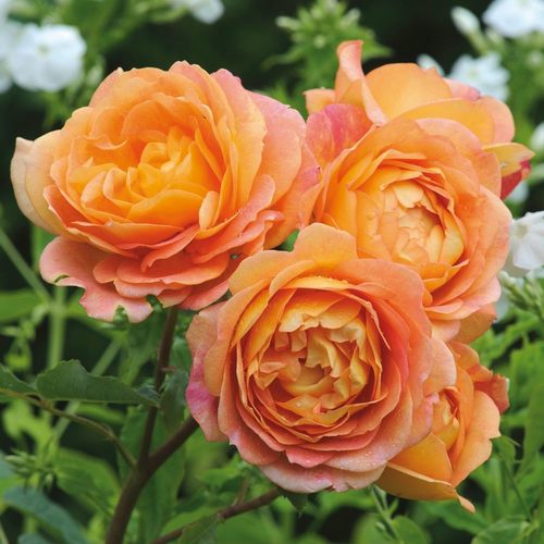 【夏洛特夫人】藤本爬墙庭院开花植物
