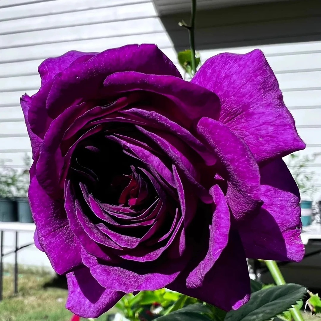 比利时爬藤月季 浓香强香品种四季开花