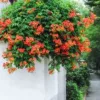 Товары от 花卉园艺2013