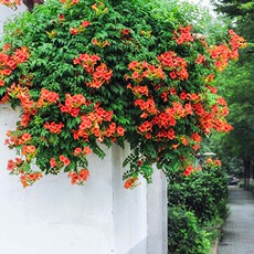 Агент очистки воздуха 耐寒凌霄花苗爬藤植物四季种植好养室外庭院阳台炮仗花大苗易成活