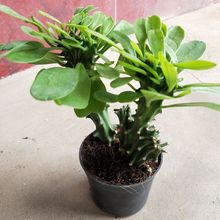 麒麟掌 防辐射 镇宅避邪十二卷 仙人盆栽植物 家居饰品 玉麒麟