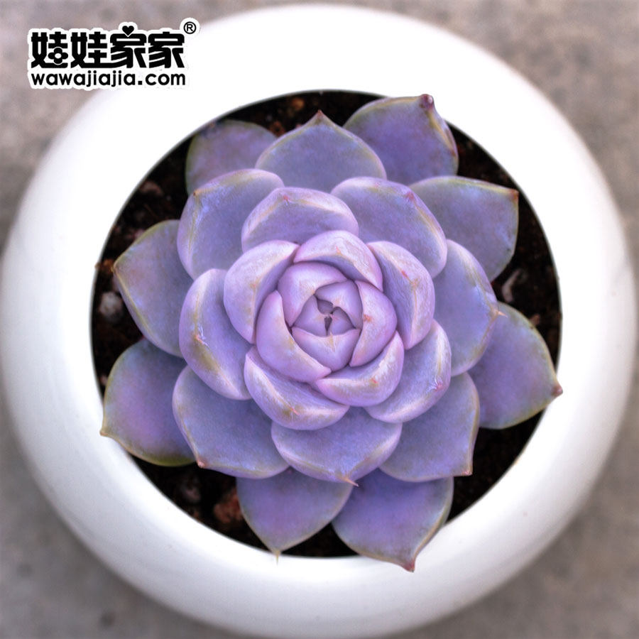 娃娃家家精养雪兔群生多肉植物肉肉办公室绿植室内奇趣盆栽盆景 娃娃家家旗舰店