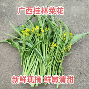 广西桂林菜花全州农家新鲜菜苔青菜柳叶菜心时令蔬菜现摘卷叶菜花