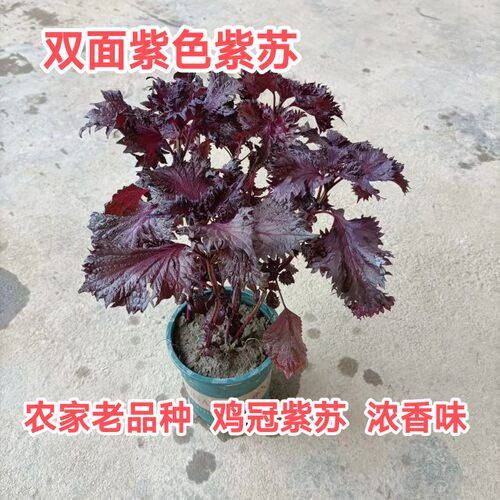 可食用紫苏盆栽皱叶紫苏苗双面紫色紫苏树苗鸡冠紫苏大苗带盆紫苏