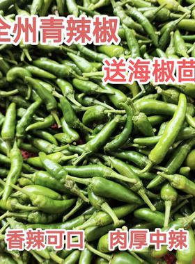 全州辣椒新鲜青辣椒自种农家土辣椒桂林海椒特产乌红辣椒泡椒中辣