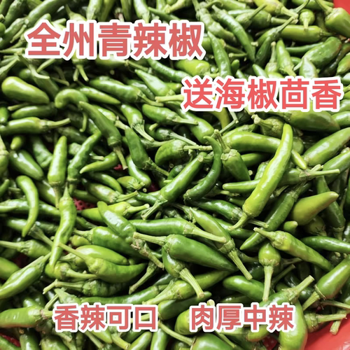 全州辣椒新鲜青辣椒自种农家土辣椒桂林海椒特产乌红辣椒泡椒中辣