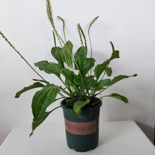 车前草种苗食用车前草苗中草药车钱草种子车轮菜平车前子野菜中药