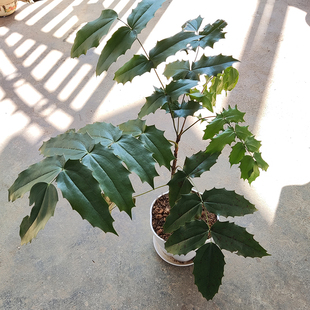 功劳木苗土黄连树苗中药材刺黄柏四季盆栽庭院黄天竹中草药苗