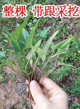 犁头草盆栽新鲜犁头草种苗野外紫丁地花苗中药材种子广西中药材苗