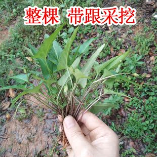 犁头草盆栽新鲜犁头草种苗野外紫丁地花苗中药材种子广西中药材苗