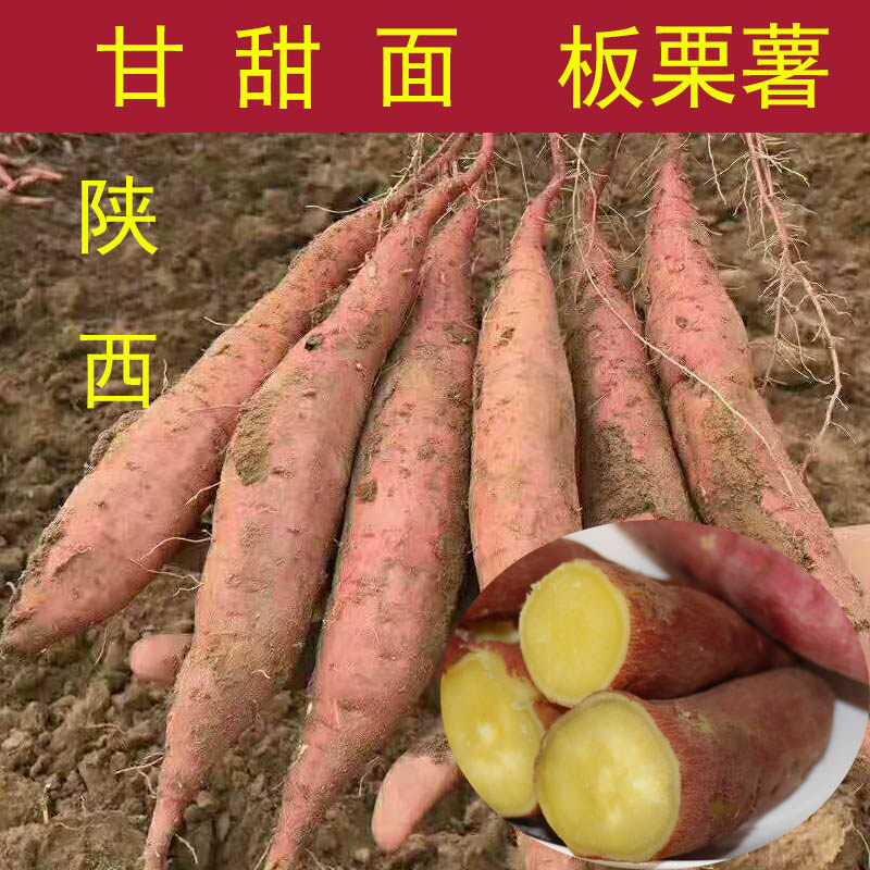 2021年现挖陕西板栗红薯 新鲜农家自种临潼地瓜番薯山芋红苕5斤