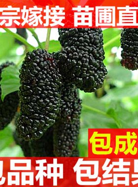 嫁接果桑树苗当年结果采摘园
