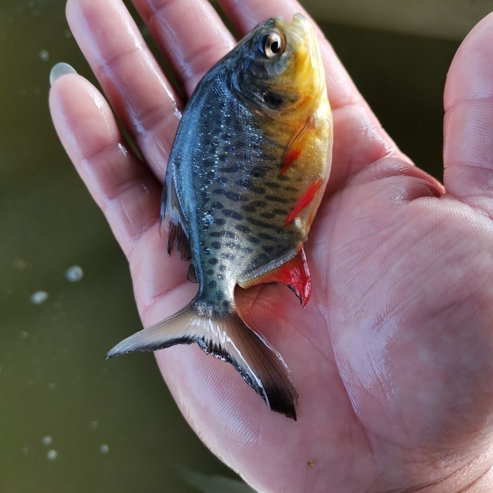 新品水花观赏鱼鲳凶猛食肉鲳鱼苗鱼鱼白鲳淡水鱼苗鲳鱼红淡水