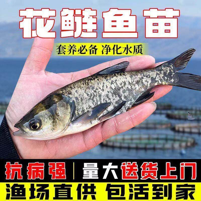 优质花鲢鱼苗淡水食用胖头养殖胖头鱼雄鱼冷水大头鲢鱼鲜活包活