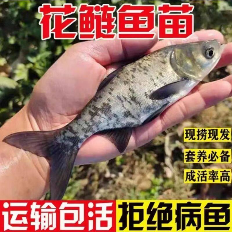 花鲢鱼苗淡水养殖食用大头鱼苗鲢鳙胖头鱼鲜活冷水鱼大头雄鱼鱼苗