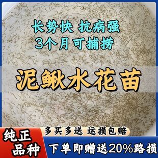 水花20%水花下单泥鳅苗圆青鳅大易养泥鳅路损苗快泥鳅送本地台湾