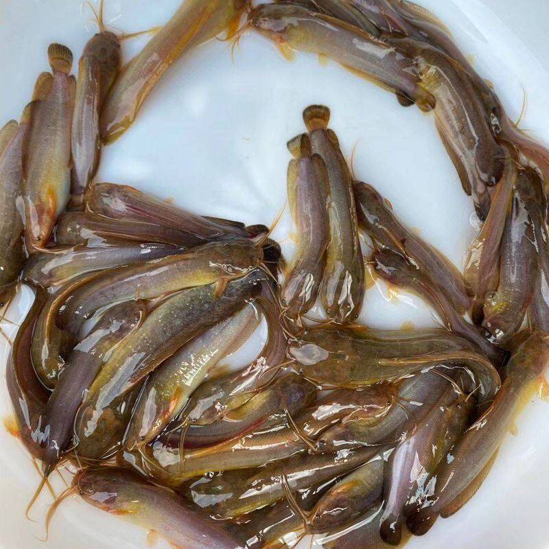 本地塘鲺鱼苗胡子鲶鱼苗土塘鲺鱼苗塘角鱼苗塘虱鱼苗活体淡水鱼苗