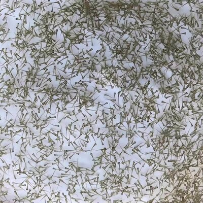 鳗鲡鱼苗活体白鳝水花淡河