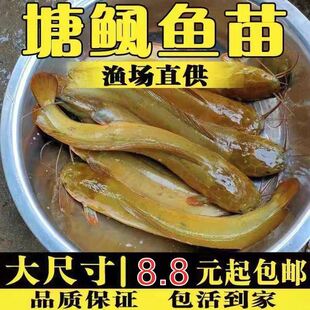 本地塘鲺三黄塘鲺胡子鲶鱼苗塘角鱼苗土塘鲺鱼苗塘虱冬季淡水鱼苗