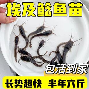 埃及鱼苗鲜活塘鲺苗八须鲶鱼苗革子胡塘角苗大型淡水养殖食用好养