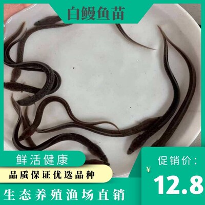 鱼苗河鳗花鲡原生活体淡水