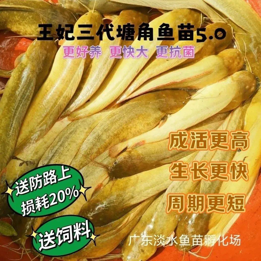 广东皇妃三代鱼苗本地塘角鱼苗活苗土塘鲺鱼苗杂交三黄本地塘鲺苗